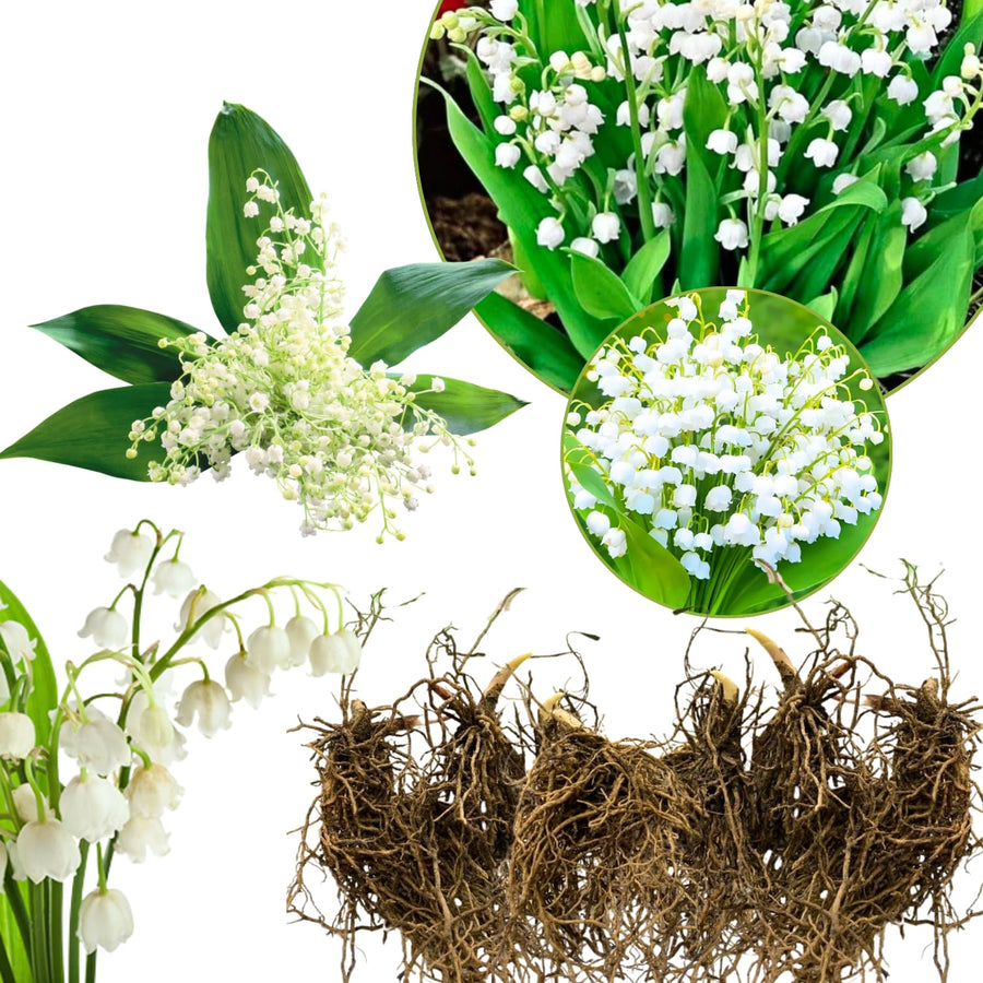 10 Lily of The Valley Roots, Cold Hardy Perennial White Lilies Bulbs for Garden,Spring Planting