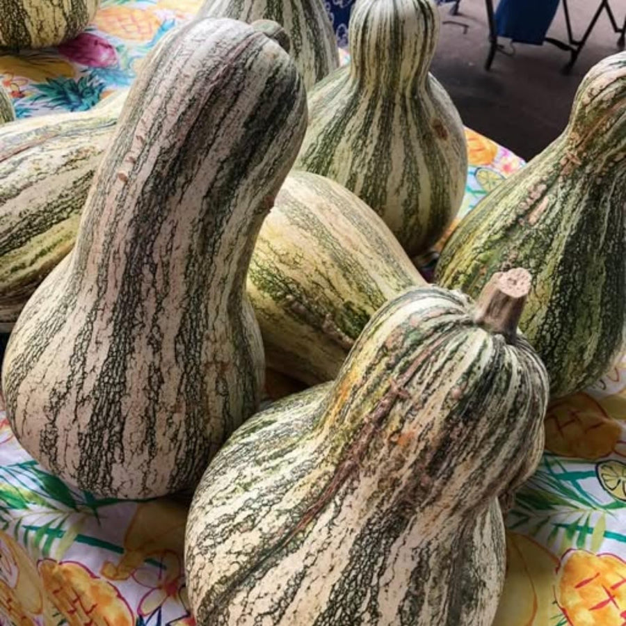 25 Striped Butternut Squash Seeds for Planting, Winter Squash Seeds, Vegetable Garden Seeds for Outdoor Growing, Suitable for Trellis or Ground Planting