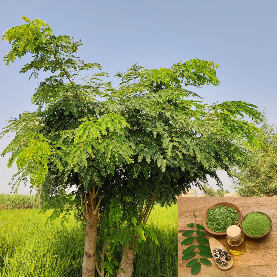 2 Moringa Tree Plants Live in 4'' Pot, Drumstick Horseradish Tree, Oleifera Moringa Moringa Herb Plants 5-8'' Tall for Growing