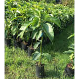 1.5 Years Old HASS Avocado Tree Live Plant for Indoor Outdoor Fruit Tree Avocado, 15 – 20" Plant for Spring Planting