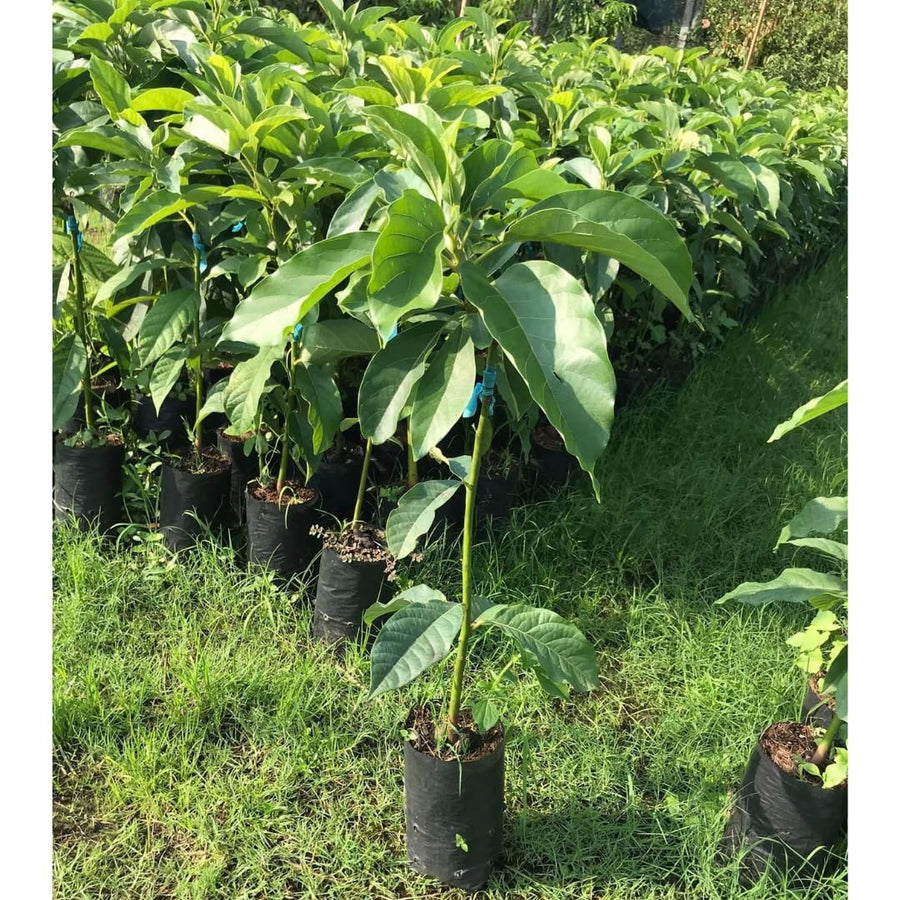 HASS Avocado Live Tree Plant, 15–20" Tall Plant, 1.5 Year Old Tree for Indoor and Outdoor Growing