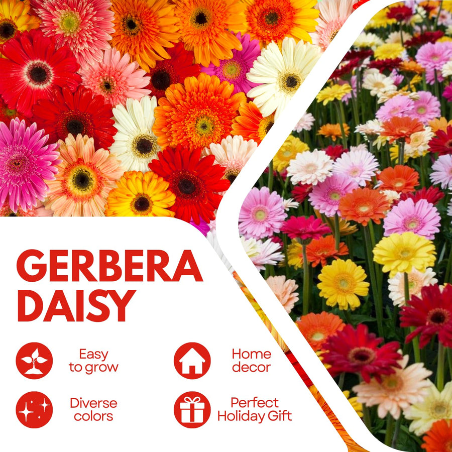 Sets 4 Random Gerbera Daisy Live Plants, Ready to Bloom in Spring, Flower Winter Hardy Outdoor Planting