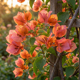 2 Trailing Bougainvillea Plants Live, Hardy Flowering Bougainvillea Plants for Hanging Basket, Container Growing, 4-8 Inches Tall (Pink Orange)