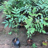24-36" White Walnut Tree Live Plant in Gallon Pot, Dormant in Winter, Well-Rooted, Cannot Ship to CA, 2 Years Old Butternut Tree