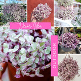 2 Pink Turtle Callisia Repens Live Plants, Creeping Tradescantia Callisia Repens Succulent Plants, Pink Lady Vine Trailing Indoor Houseplant in 2" Pot