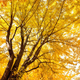 Ginkgo Tree Live Plant for Planting, 4 to 7 Inches Tall, Yellow Ginkgo Plant, Suitable for Garden or Landscape
