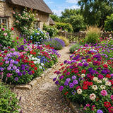 2 Mix Verbena Plants Live for Planting, Colorful Blooming Flower Plant, Verbena Live Plants, 5 to 7 Inc Tall