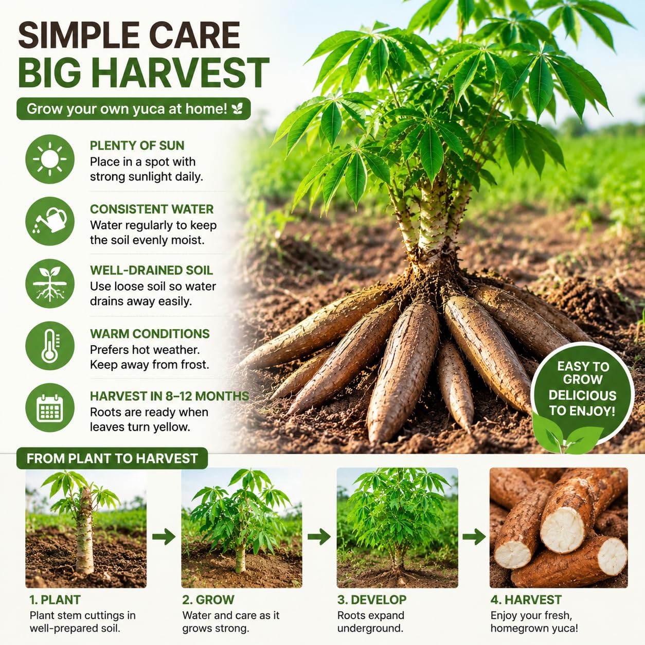 Yuca Cassava Plant Live in 4'' Pot, Sweet Yuca Roots 4-7 Inches, Vegetable for Outdoor Garden