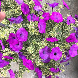 2 Petunia Live Plants, Variegated Lavender Grape Petunia Flowers, Live Petunias Plants Outdoor Indoor, 5-9 Inch Tall