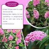 2 Pink Butterfly Bush Shrubs, Butterfly Bush Live Plants Trees Shrub for Planting Outdoor Indoor Garden