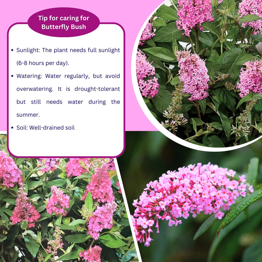 2 Pink Butterfly Bush Shrubs, Butterfly Bush Live Plants Trees Shrub for Planting Outdoor Indoor Garden