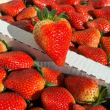 2 Strawberry Plants Live, Sweet Strawberry Fruit Live Plant in 2'' Pot, 4-6 Inc Tall, Outdoor Planting