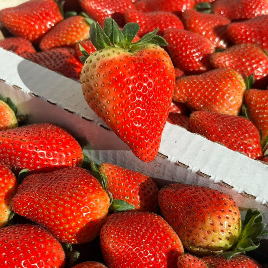 2 Strawberry Plants Live, Sweet Strawberry Fruit Live Plant in 2'' Pot, 4-6 Inc Tall, Outdoor Planting