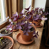 Purple Shamrock Plant Live, Starter Oxalis Plant in 4" Pot, Easy Care Ornamental Houseplant for Patio, Container and Home Gardening