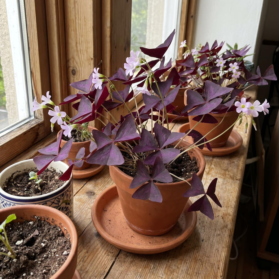 Purple Shamrock Plant Live, Starter Oxalis Plant in 4" Pot, Easy Care Ornamental Houseplant for Patio, Container and Home Gardening