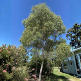 Eucalyptus Tree Live Plant 5″ Pot, Fragrant Eucalyptus Plant, Easy Grow Ornamental Tree for Outdoor (Lemon Eucalyptus)