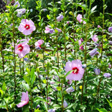 Set 5 Rose of Sharon Bare Roots Plant, Assorted Rose of Sharon Tree Live Plant, 1-2 Feet Tall Bare Roots, Hardy Althea Flowers for Indoor Outdoor Planting