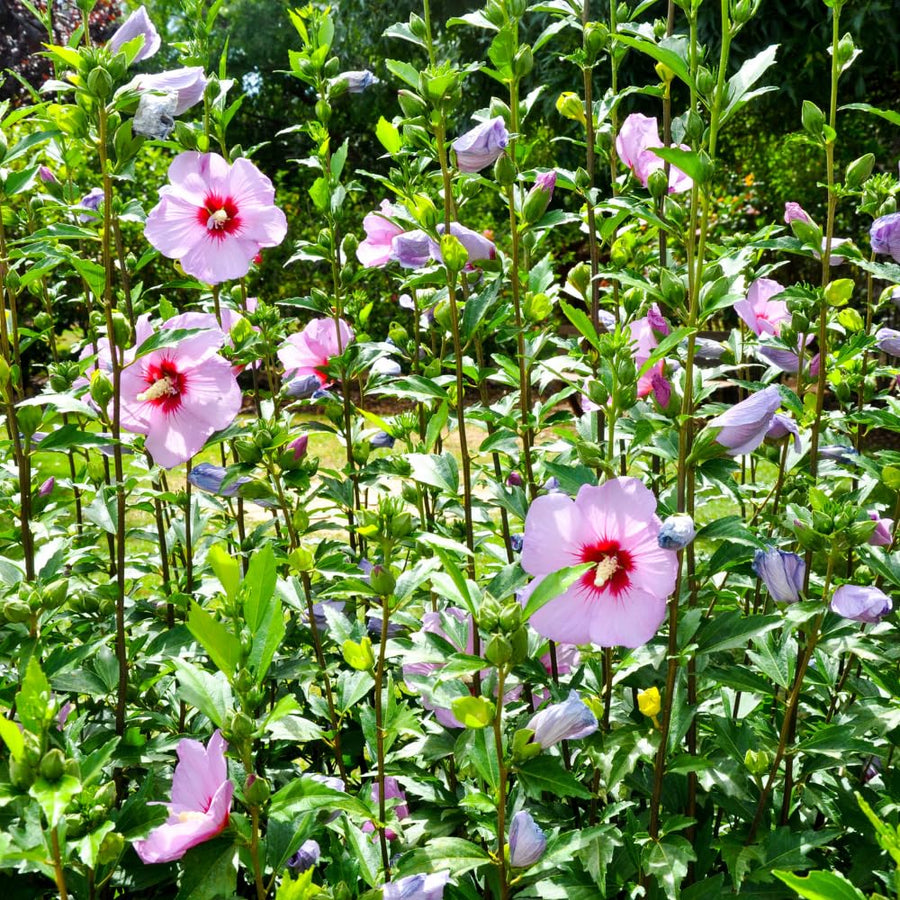 Set 5 Rose of Sharon Bare Roots Plant, Assorted Rose of Sharon Tree Live Plant, 1-2 Feet Tall Bare Roots, Hardy Althea Flowers for Indoor Outdoor Planting