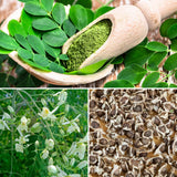 2 Moringa Tree Plants Live in 4'' Pot, Drumstick Horseradish Tree, Oleifera Moringa Moringa Herb Plants 5-8'' Tall for Growing