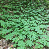 Set of 5 Goldenseal Roots Live Plants, Bare Root Golden Seal for Outdoor Growing