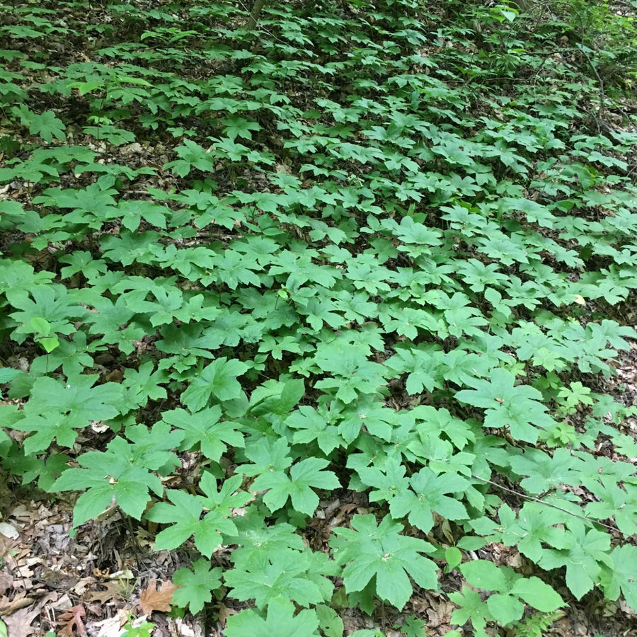 Set of 5 Goldenseal Roots Live Plants, Bare Root Golden Seal for Outdoor Growing