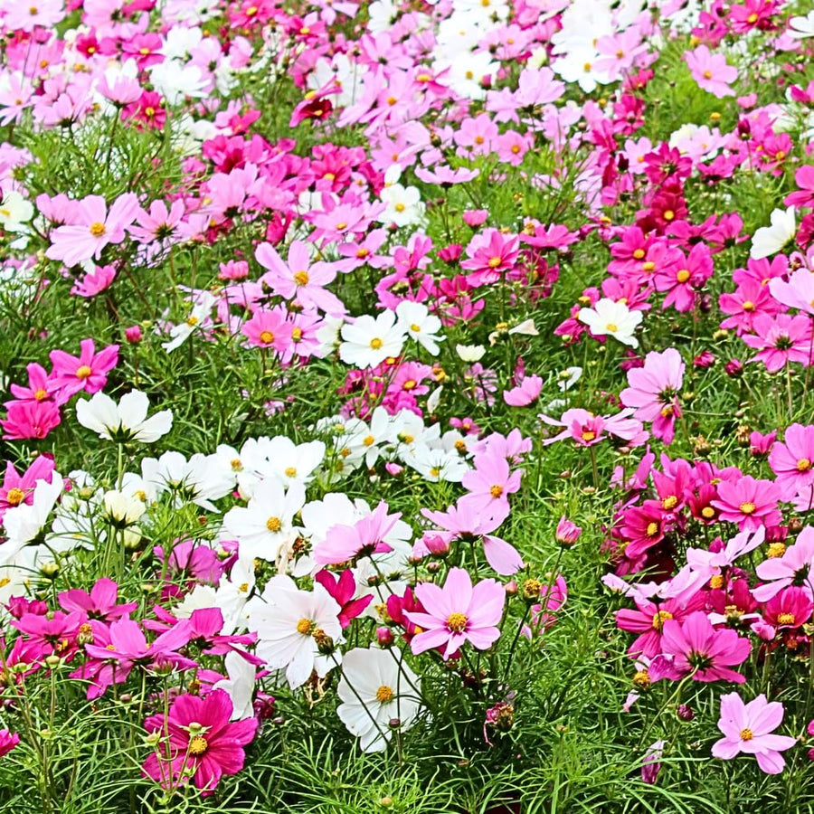Set of 1000 Mix Cosmos Flower Seeds, Cosmos Flower Plant, Colorful Blooming for Outdoor Gardening