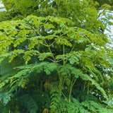 Set 2 Moringa Trees Live Plants, Oleifera Drumstick Trees Live Plants, Moringa Plants, 1 to 2 Feet Tall