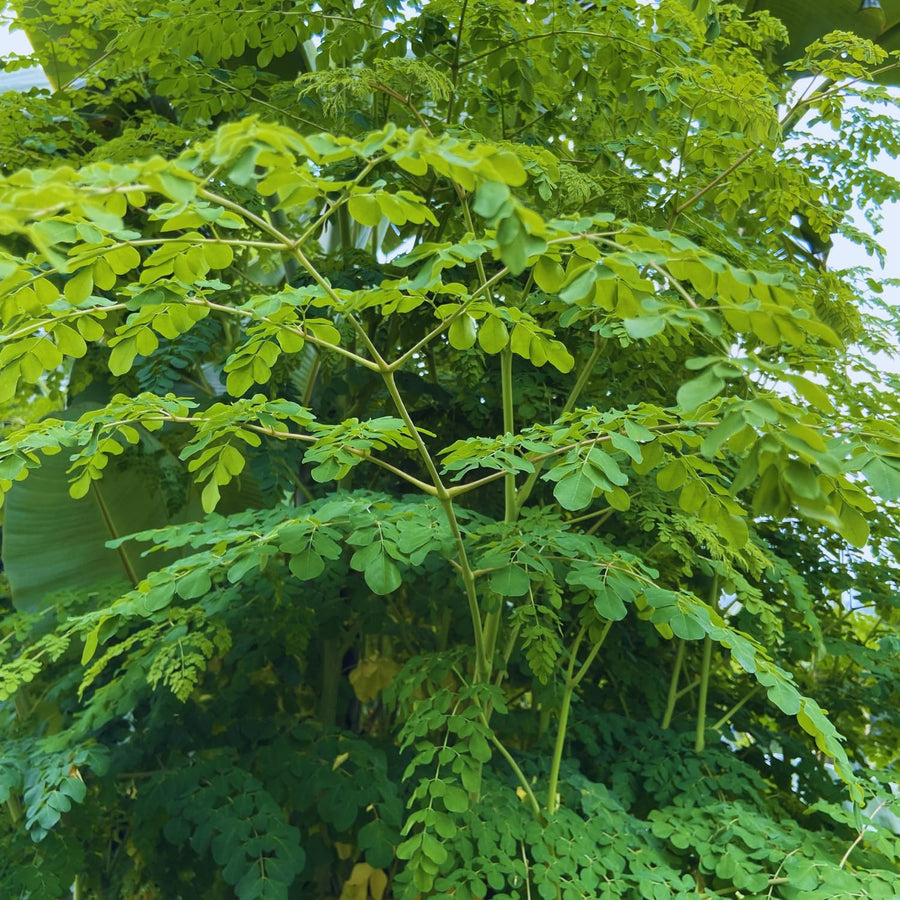 Set 2 Moringa Trees Live Plants, Oleifera Drumstick Trees Live Plants, Moringa Plants, 1 to 2 Feet Tall