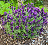 2 Live Lavender Plants, Purple Lavender Starter Plants in 3'' Pot, Fragrant Flowering Herb for Gardens, Planters and Indoor Pots (Spanish Lavenders)