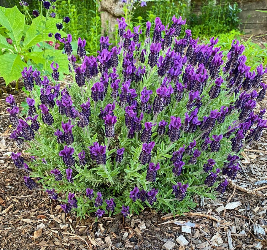 2 Live Lavender Plants, Purple Lavender Starter Plants in 3'' Pot, Fragrant Flowering Herb for Gardens, Planters and Indoor Pots (Spanish Lavenders)
