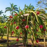 Live Red Dragon Fruit Plant, Rare Sweet Fruit Tree 1.5-2 Feet Tall, Dragon Fruit Vine for Planting in Containers or Gardens