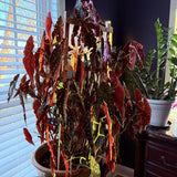 Begonias Plant Indoor, Begonia Plant Houseplant, Rare Begonias Live Plant 4 to 6 Inches Height No Pot (Green Polka Dot Leaf)