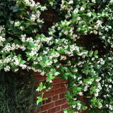 Jasmine Plant, Live Fragrant Jasmine Flower Plants 4'' Pot, Jasmines Well Rooted for Indoor Outdoor Garden (Star Jasmine Flower)