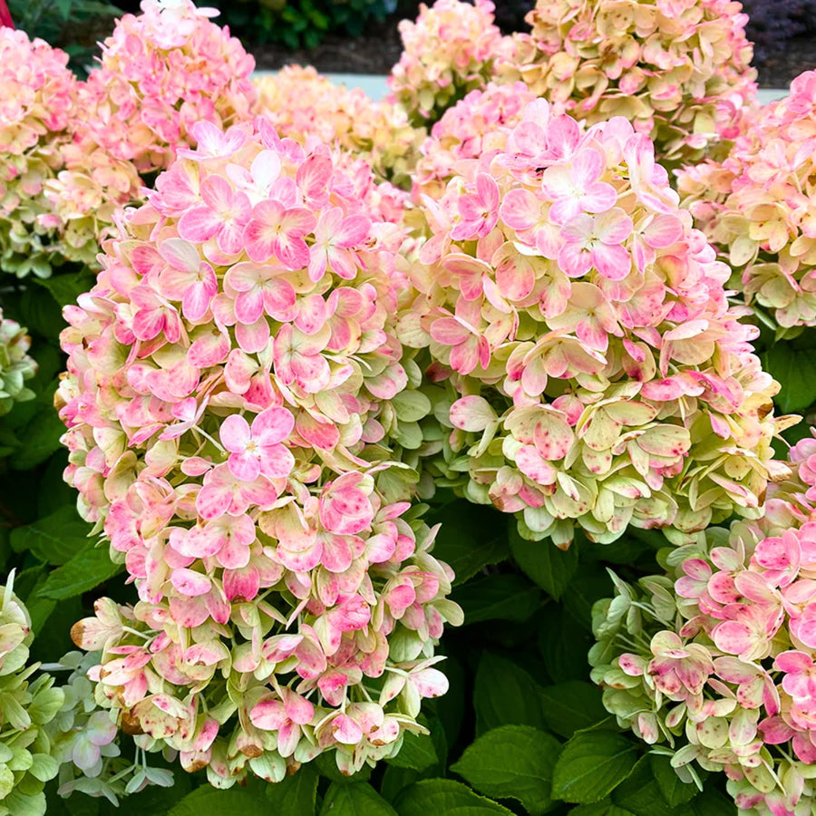 Fire Hydrangea Plant Live, in Quart Pot, 8-14" Tall Cold Hardy Hydrangea Flowering Shrub, Color Changing Flower