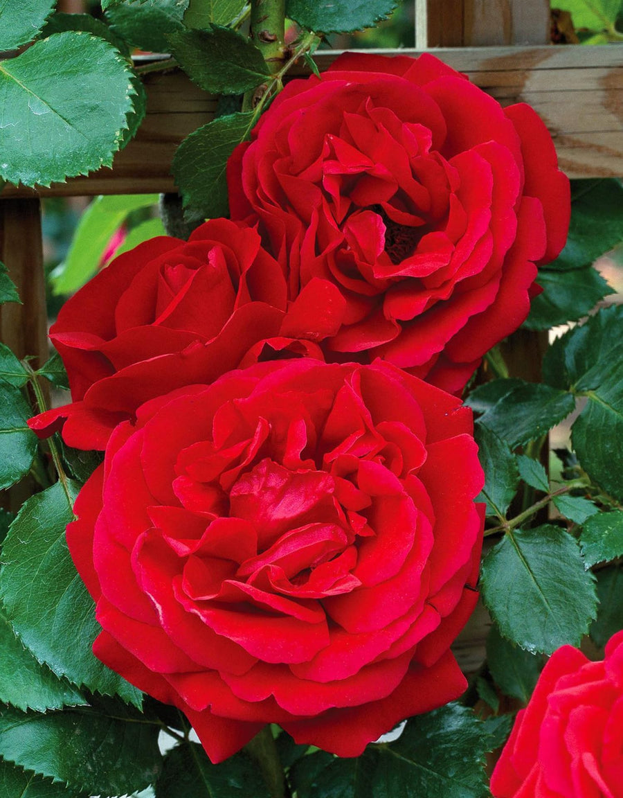Climber Rose Plant Live - Climbing Rose - Come Bare Root with Soil, No Leaves, 5 to 7 Inches (Don Juan)