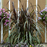 1 Ornamental Grass Plant - Black Fountain Grasses Live Plants Perennial - 5-9 Inc Tall - Live Grass Seedlings Indoor Outdoor