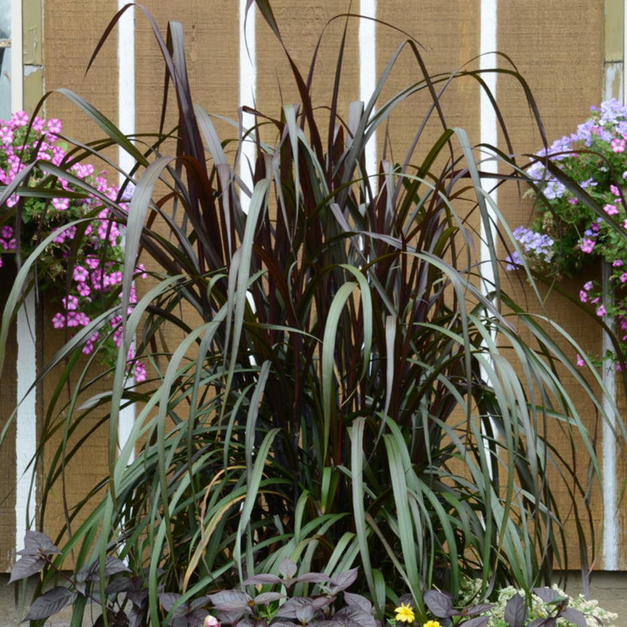 1 Ornamental Grass Plant - Black Fountain Grasses Live Plants Perennial - 5-9 Inc Tall - Live Grass Seedlings Indoor Outdoor