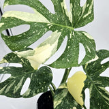 2 Monstera Thai Constellation Philodendron Live Plant 5-9" Tall, Rare Tropical Indoor Houseplant Home Garden