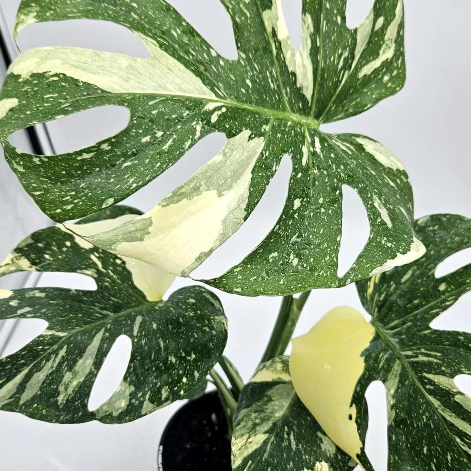 2 Monstera Thai Constellation Philodendron Live Plant 5-9" Tall, Rare Tropical Indoor Houseplant Home Garden