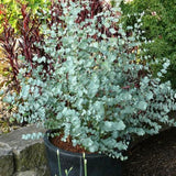 Eucalyptus Tree Live Plant 5″ Pot, Fragrant Eucalyptus Plant, Easy Grow Ornamental Tree for Outdoor (Silver Dollar Eucalyptus)
