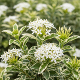 2 Dwaft Ixora Plants Live, Flowers Plants, Live Ixora Plant from 4 Inc Tall Well Rooted (White)