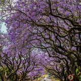 Large Jacaranda Tree Plant Live, 3-6 Inc Tall, Jacaranda Bonsai Tree, Live Jacaranda Plant for Landscaping, Vibrant Purple Blooms, 1 Year Old