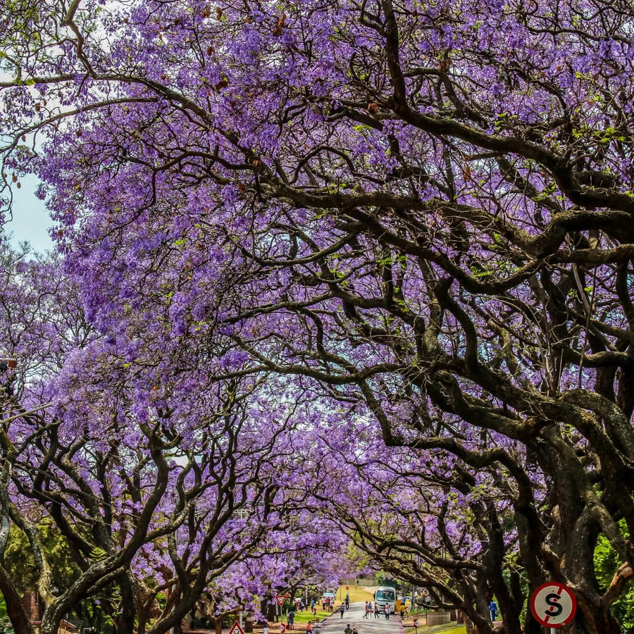 Large Jacaranda Tree Plant Live, 3-6 Inc Tall, Jacaranda Bonsai Tree, Live Jacaranda Plant for Landscaping, Vibrant Purple Blooms, 1 Year Old