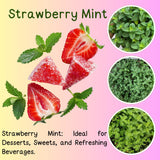 TANKDA Sets 2 Live Mint Plants Herb No Pot, Fresh Strawberry Mint for Indoor Outdoor Growing, Spring Planting, 5-9" in Tall