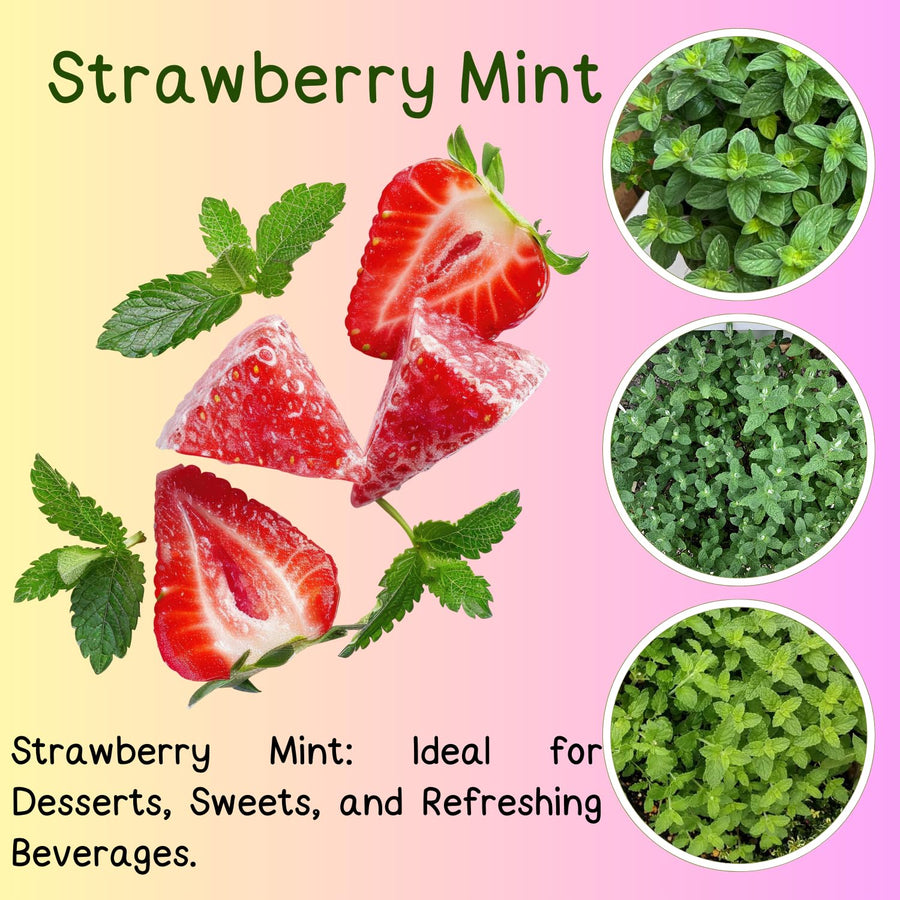 TANKDA Sets 2 Live Mint Plants Herb No Pot, Fresh Strawberry Mint for Indoor Outdoor Growing, Spring Planting, 5-9" in Tall