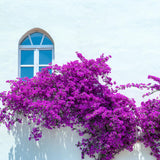 Bougainvillea Plants - Pack 2 Bougainvillea Flowering Plants - Starter from 4 to 6 Inches Tall Bareroot - Growing Outdoor (Purple)
