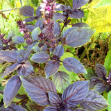 Krishna Basil Live Plant, Tulasi Herb Plant in 4 Inch Pot, Fully Rooted 4-8 Inches, Garden or Container Growing
