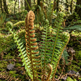 10 Cinnamon Fern Rhizomes, Hardy Perennial Fern Plants for Garden, Fast-Growing Ferns Starter Roots
