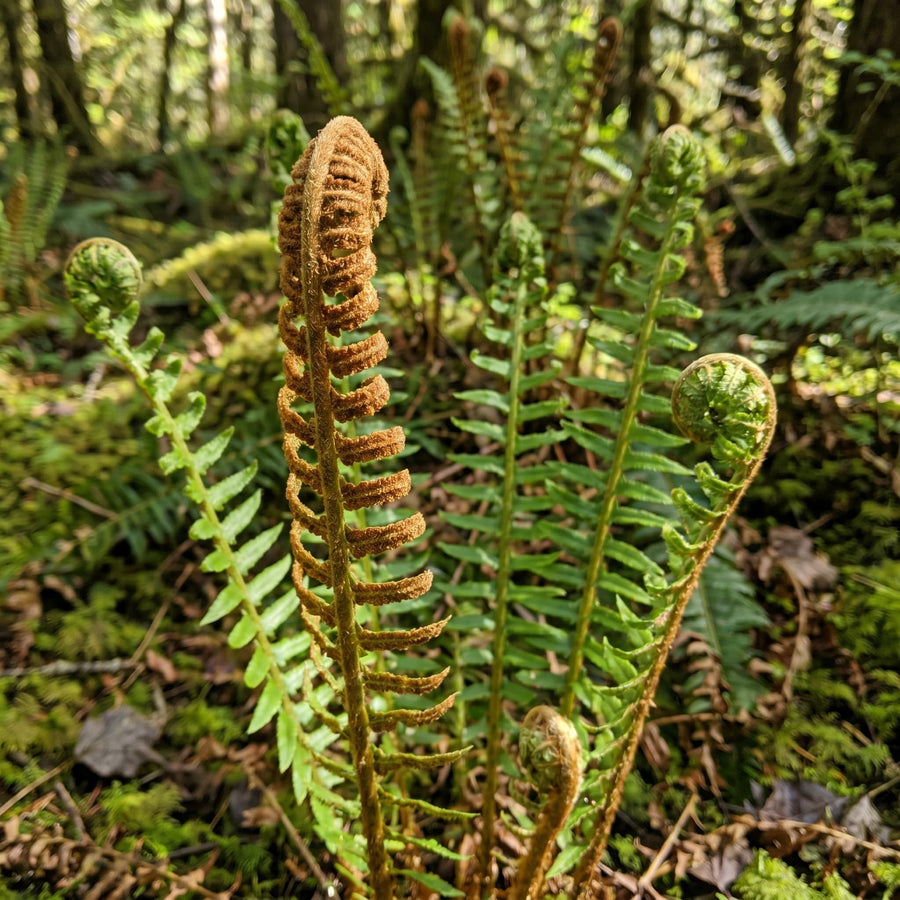 10 Cinnamon Fern Rhizomes, Hardy Perennial Fern Plants for Garden, Fast-Growing Ferns Starter Roots