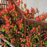 2 Shrimp Plants Live, Live Shrimp Plant for Garden, 5 to 7 Inc Tall (Red)